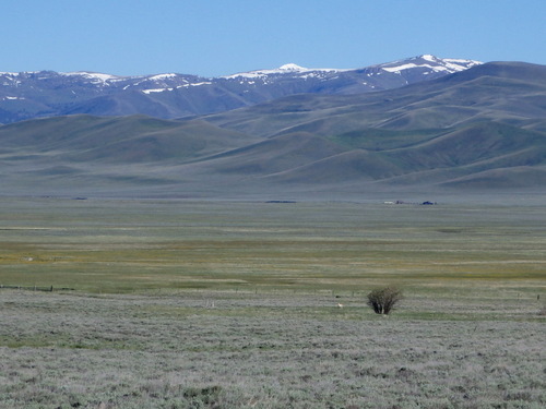 GDMBR: 1) Antelope just left of the tree. 2) The tree thinks that the wind is blowing.